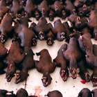 FAKE: Centinaia di pipistrelli in vendita al mercato di Wuhan