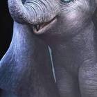 FAKE: “Ando” l’elefante più bello del mondo...ma è l’eroe del film “Dumbo”
