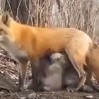 FAKE La volpe che allatta i koala e che dimostra la sua "solidarietà"